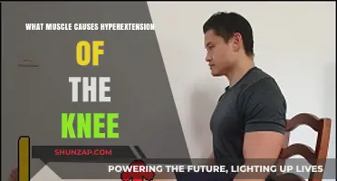 Understanding Knee Hyperextension: The Role of the Quadriceps Muscle