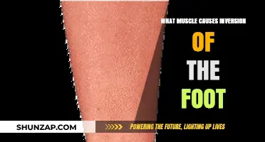 Understanding the Muscle Responsible for Foot Inversion: A Detailed Guide