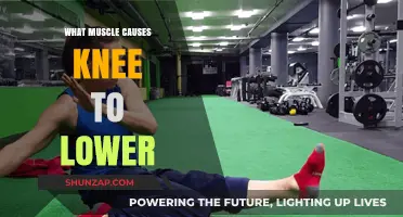 Understanding the Hamstring's Role in Lowering the Knee