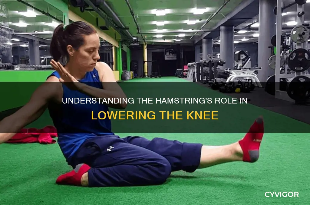 what muscle causes knee to lower