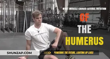 Muscle Responsible for Lateral Humerus Rotation: Anatomy Explained