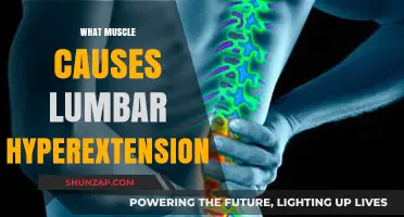 Understanding Lumbar Hyperextension: Key Muscles and Their Role Explained