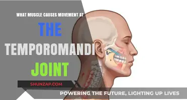 Muscles Driving Temporomandibular Joint Movement: A Comprehensive Overview