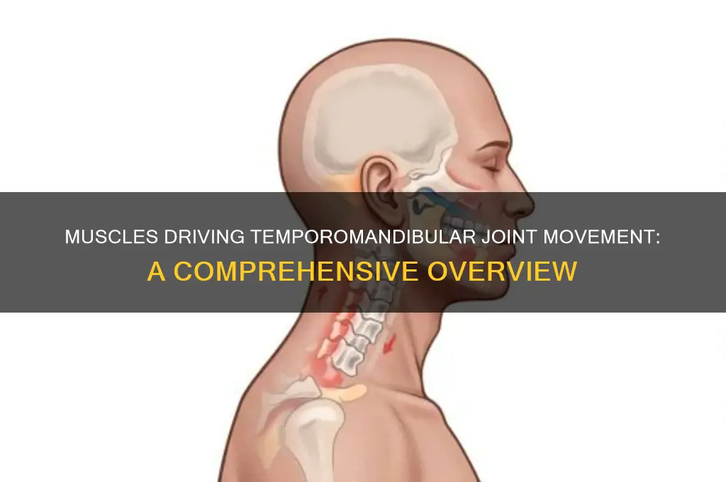 what muscle causes movement at the temporomandibular joint