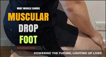 Understanding Drop Foot: The Role of the Tibialis Anterior Muscle