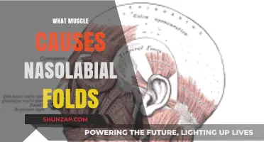 Understanding Nasolabial Folds: The Role of the Zygomaticus Muscle