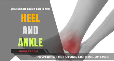 Heel and Ankle Pain: The Role of the Calf Muscle