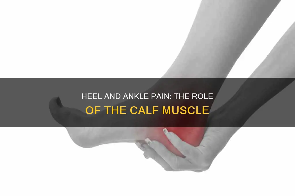 what muscle causes pain in your heel and ankle