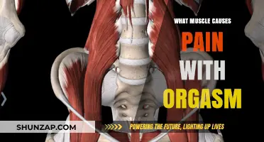 Orgasm-Related Pain: Understanding the Muscular Culprit Behind Discomfort