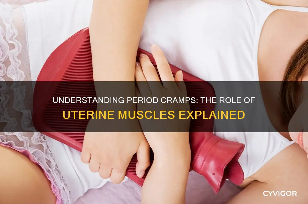 what muscle causes period cramps