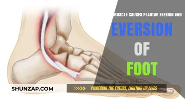Peroneus Longus: Key Muscle for Plantar Flexion and Foot Eversion
