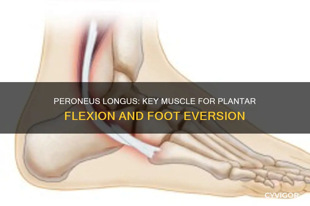 what muscle causes plantar flexion and eversion of foot