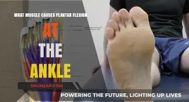 Key Muscles Driving Plantar Flexion at the Ankle Explained