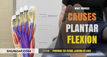 Understanding Plantar Flexion: Key Muscles and Their Role in Foot Movement
