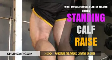 Standing Calf Raise: Which Muscle Powers Plantar Flexion?