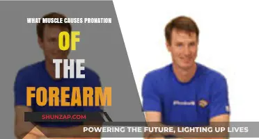 Pronator Teres: The Key Muscle Driving Forearm Pronation Explained