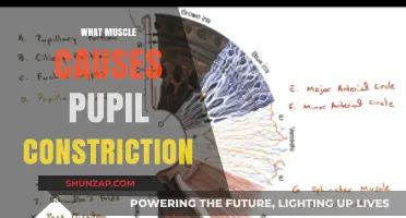 The Role of the Sphincter Pupillae Muscle in Pupil Constriction