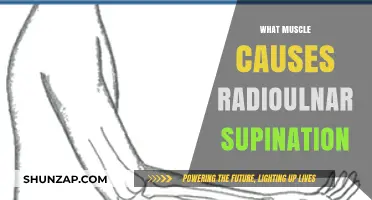 Biceps Brachii: The Key Muscle Behind Radioulnar Supination Explained