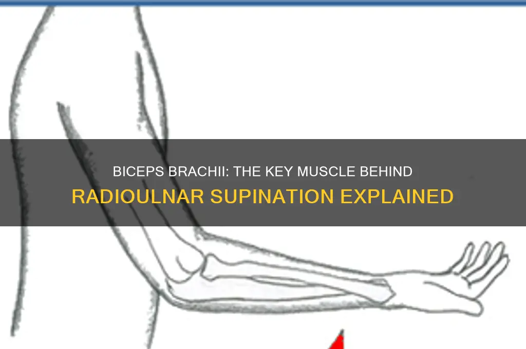 what muscle causes radioulnar supination