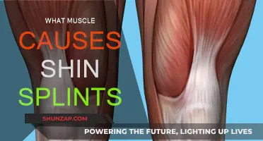 Understanding the Calf Muscle's Role in Shin Splints