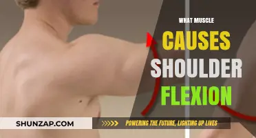 Understanding Shoulder Flexion: Key Muscles and Their Role in Movement