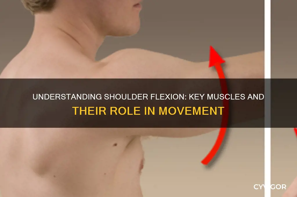 what muscle causes shoulder flexion