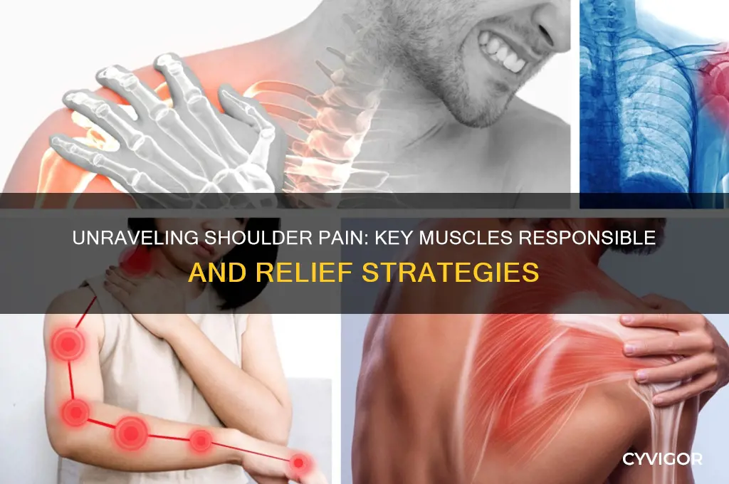 what muscle causes shoulder pain