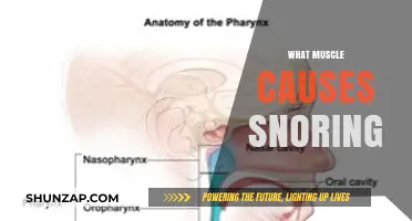 Snoring Secrets: Unveiling the Muscle Behind Nighttime Noises