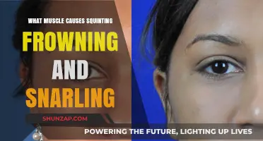 The Orbicularis Oculi Muscle: Behind Squinting, Frowning, and Snarling