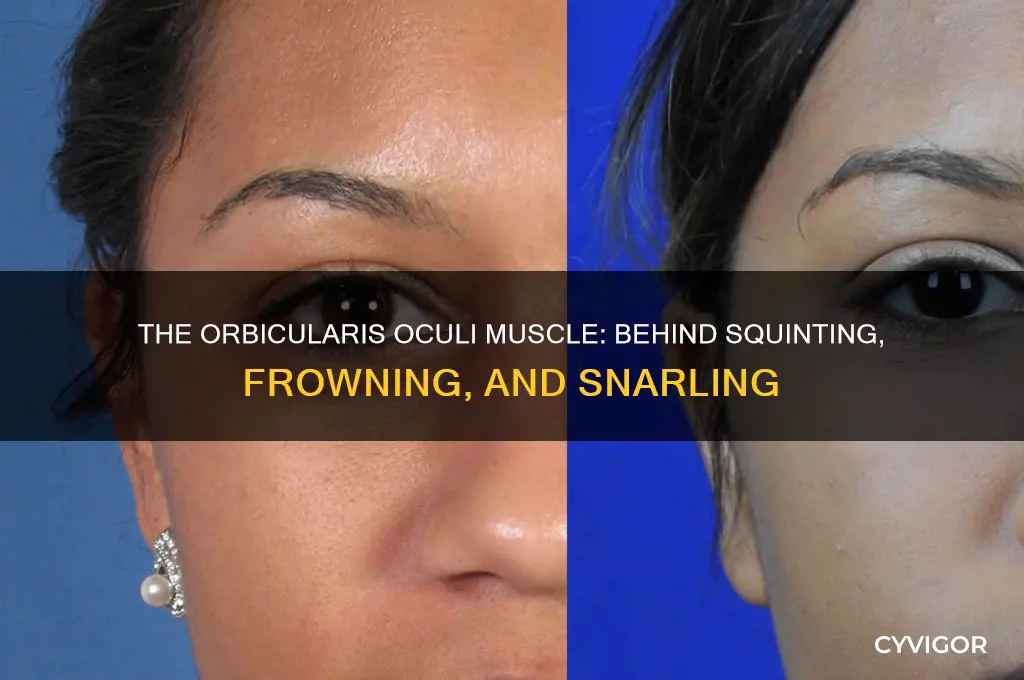 what muscle causes squinting frowning and snarling