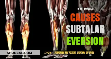 Which Muscles Drive Subtalar Eversion: Understanding Foot Mechanics
