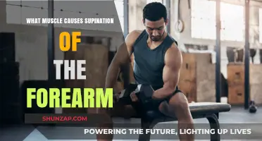 Biceps Brachii: The Key Muscle Driving Forearm Supination Explained