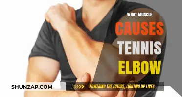 Understanding Tennis Elbow: The Role of the Extensor Carpi Radialis Muscle