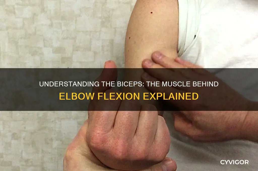 what muscle causes the elbow to bend