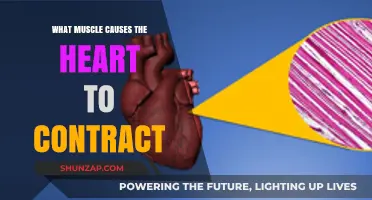 The Power of the Myocardium: Heart Contraction Explained
