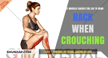 Hamstrings: The Key Muscles Behind Leg Bending During Crouching