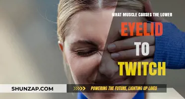 Understanding the Orbicularis Oculi: Cause of Lower Eyelid Twitching