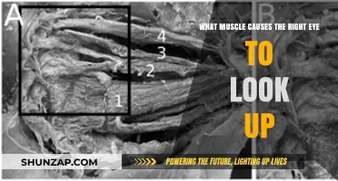 Superior Rectus Muscle: The Key to Right Eye's Upward Gaze