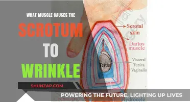 The Dartos Muscle: How It Causes Scrotal Wrinkling Explained