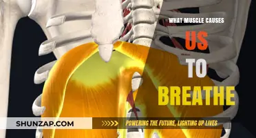 The Diaphragm: Unveiling the Primary Muscle Behind Our Breathing Process