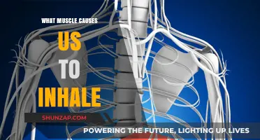 The Diaphragm: Key Muscle Driving Inhalation Explained Simply