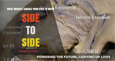 How the Lateral Rectus Muscle Controls Horizontal Eye Movement