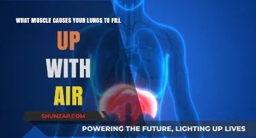How the Diaphragm Muscle Powers Your Lungs to Fill with Air