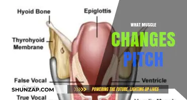 How Vocal Muscles Change Pitch