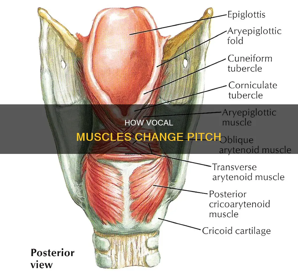 what muscle changes pitch