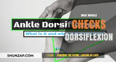 Dorsiflexion: Which Muscles Are Involved and Why It Matters