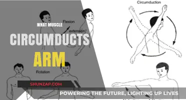 Muscles Behind Arm Circumduction: Understanding Movement Mechanics
