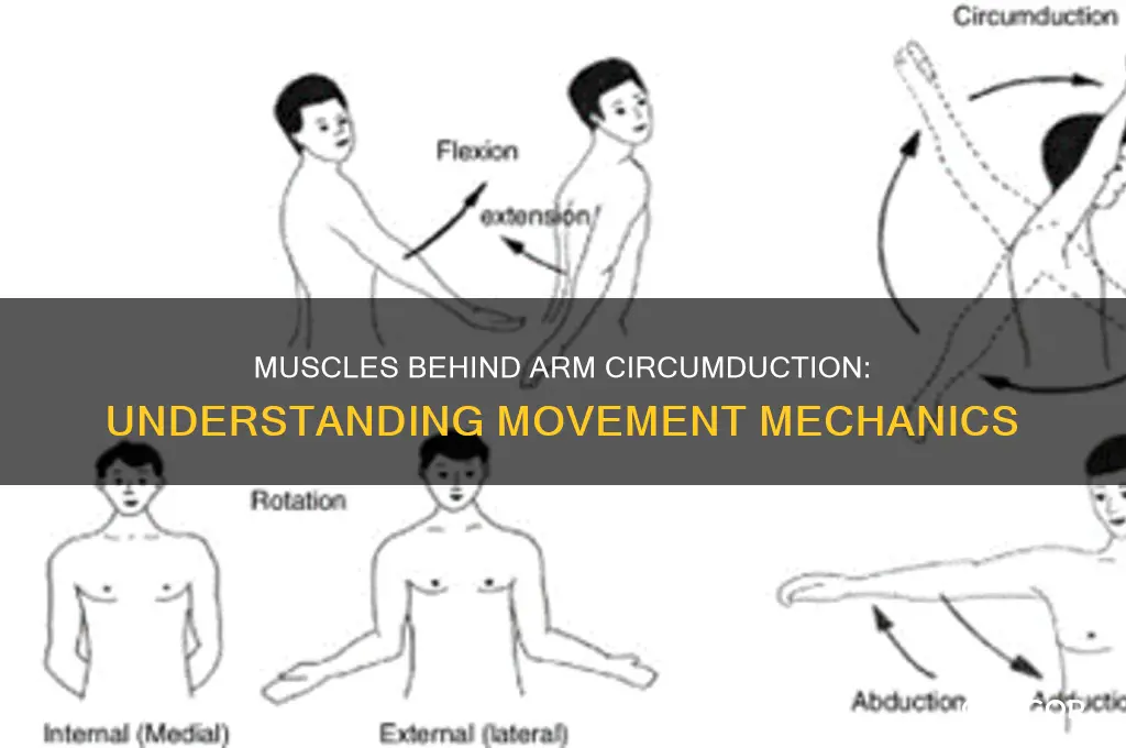 what muscle circumducts arm