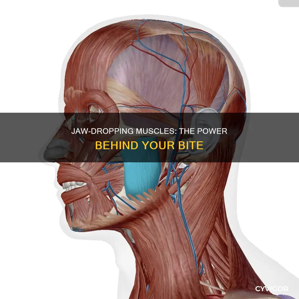 what muscle close jaw