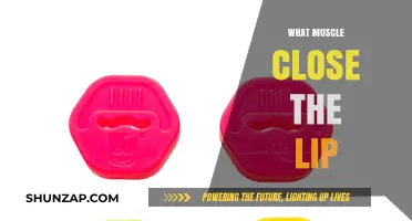 How Muscles Control Your Lips